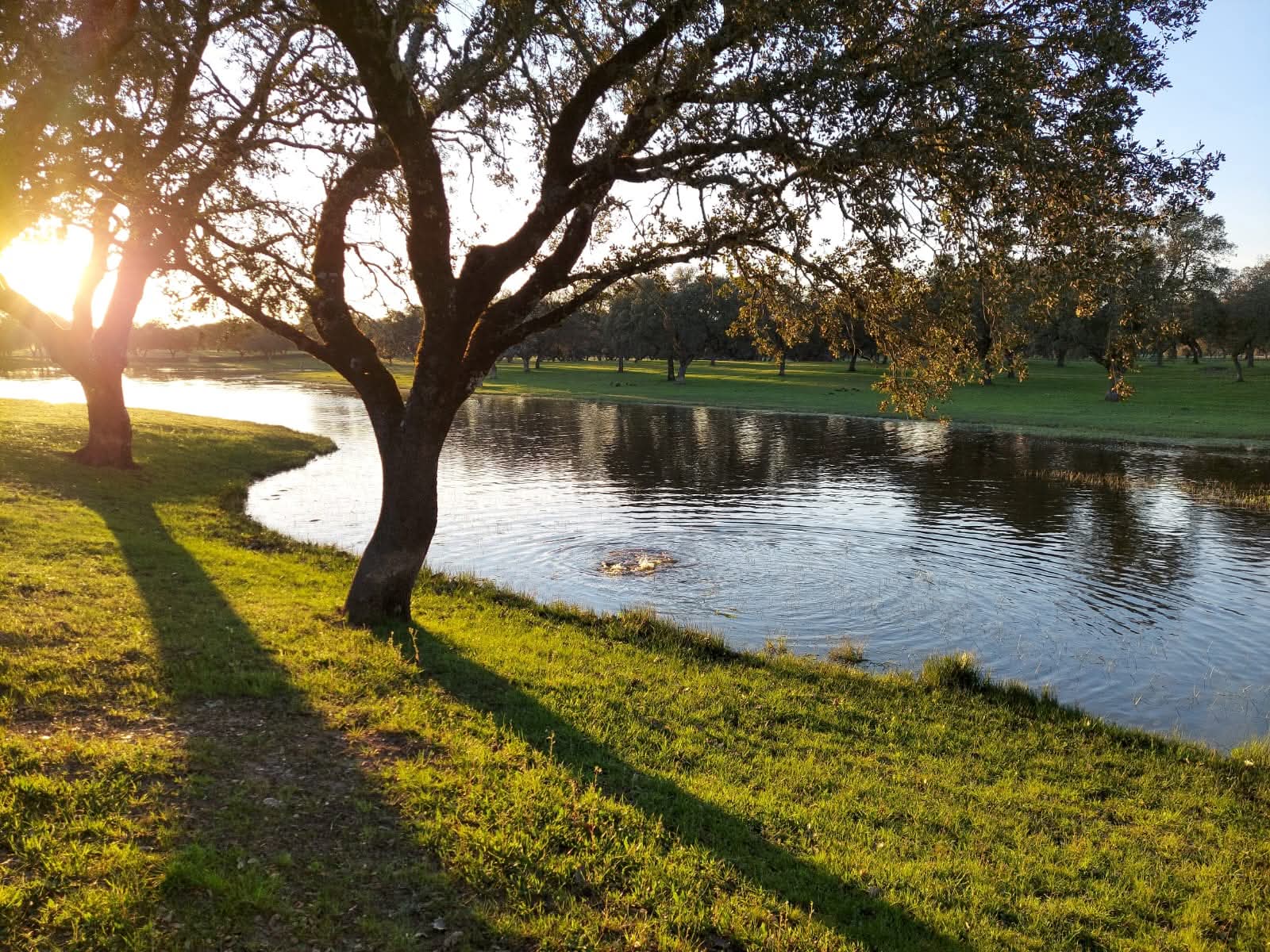 Naturaleza junto al río en Montoro